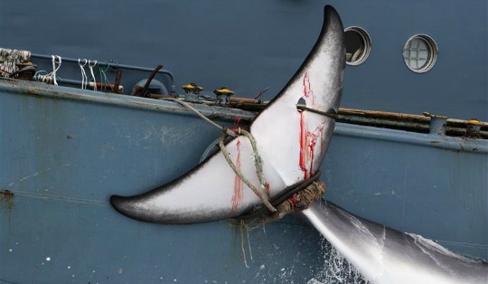 Japan President’s Plan: ‘Kill the Whales’