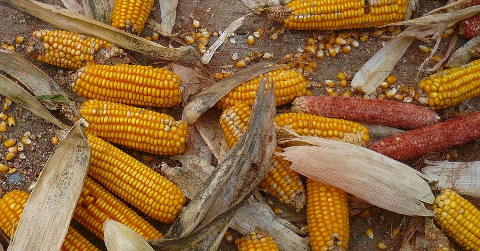 Brazil Farmers Say GMO Corn No Longer Resistant to Bugs
