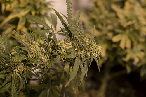 Neighboring States Sue Colorado to Shut Down Legal Weed Program