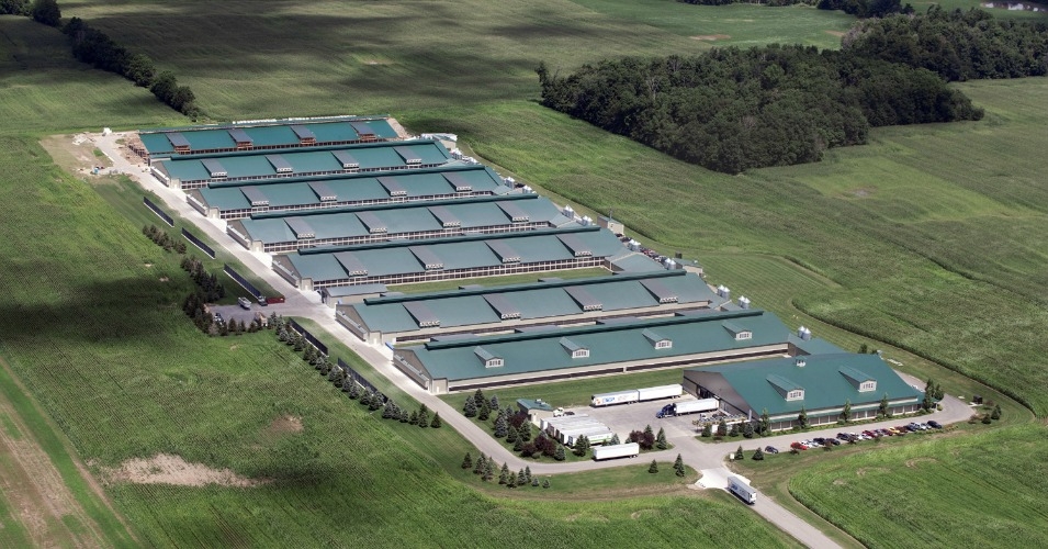 With Help From USDA, Factory Farms ‘Masquerading’ Products as Organic