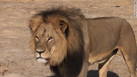 Beloved Zimbabwe Lion Hunted and Murdered By American Dentist.