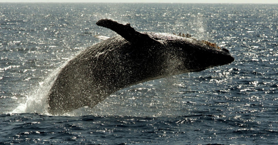 Marine Mammals Get Reprieve as US Navy Finally Agrees to Back Off Sonar Testing in Key Areas