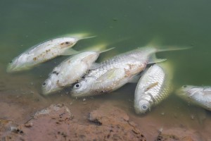 Dead fish floated in the green waste water.