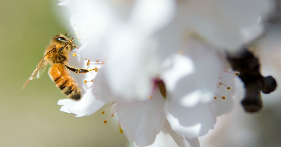 New Report Issues Dire Warning About Global Decline in Pollinators